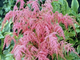 Astilba Straussenfeder (ขนนกกระจอกเทศ): รูปถ่ายและคำอธิบาย