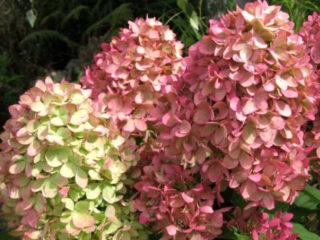 Hortenzijas paniculata burvju svece: stādīšana un kopšana, ziemcietība, atsauksmes