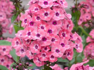 Phlox paniculata Larisa (Larissa)