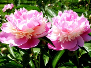 Peony Sorbet: คำอธิบายและรูปภาพบทวิจารณ์