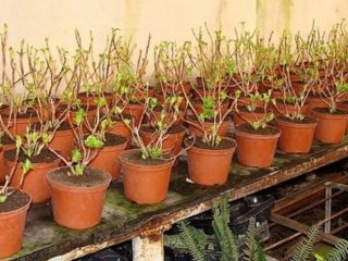 Kā hortenzijas stādus turēt līdz pavasarim: dzīvoklī un pagrabā