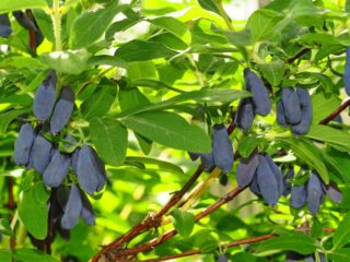 Roxana sausserdis: šķirnes apraksts, fotogrāfijas un atsauksmes