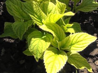 Hydrangea chlorosis: rawatan, foto dan pencegahan
