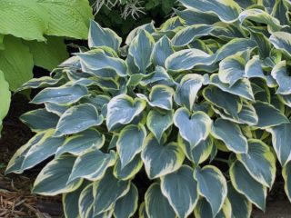 Hosta Fest Frost: gambar dan keterangan