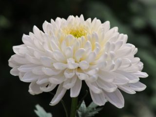 Chrysanthemum Antonov: foto, voksende regler, plantning og pleje