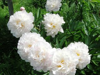 Peony Gardenia: ภาพถ่ายและคำอธิบายบทวิจารณ์