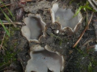 Geopora priede: apraksts un foto