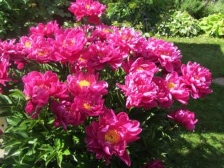 Peony Karl Rosenfeld: foto og beskrivelse, anmeldelser