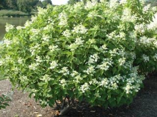 Hydrangea paniculata Magic Starlight: kuvaus, kuvia ja arvosteluja