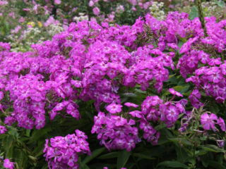 Phlox Amethyst (Amethyst): foto og beskrivelse, anmeldelser