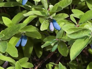 Honeysuckle Bazhovskaya: variasjonsbeskrivelse, bilder, anmeldelser