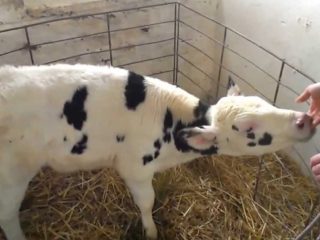 Teļa puņķi: cēloņi, ārstēšana