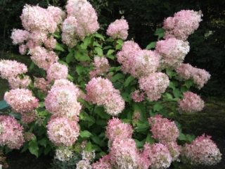 Hortenzijas paniculata Mega Pearl: apraksts, stādīšana un kopšana, atsauksmes