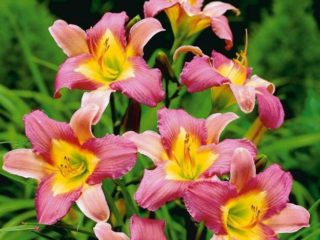 Daylily: hvad der skal fodres om foråret, sommeren og efteråret