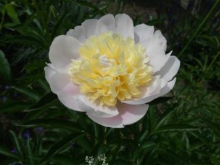 Peony Primavera: kuva ja kuvaus, arvostelut