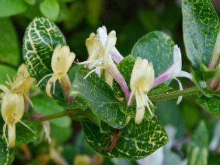 Japāņu sausserdis: Purpurea, Aureoreticulata, Sarkanā pasaule