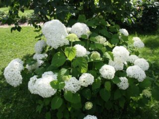 Valkoinen hydrangea: valokuva, istutus ja hoito, lajikkeet valokuvilla ja nimillä