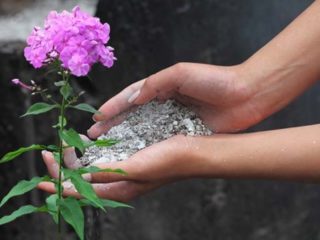 Sådan fodres flox: til blomstring, under og efter blomstring