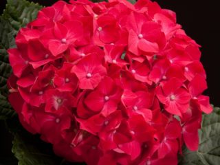 Hidrangea merah: foto, jenis dengan nama, penanaman dan penjagaan
