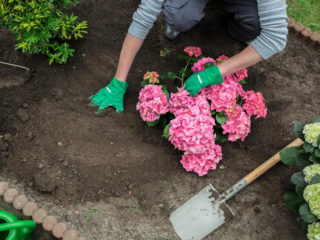 Minkä maaperän hydrangea tykkää, koostumus, miten valmistaa