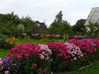 Phlox Cleopatra: foto og beskrivelse, anmeldelser
