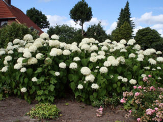 Hortensia: kuinka monta kukintaa, mikä vuosi istutuksen jälkeen, valokuva
