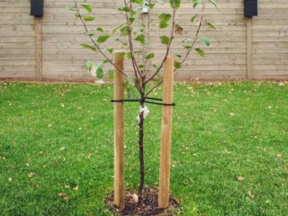 Ķiršu pārstādīšana jaunā vietā pavasarī un vasarā: noteikumi un noteikumi