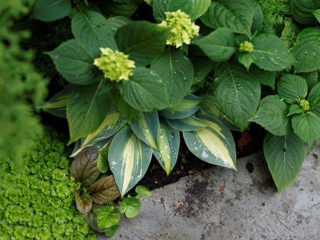 Hortensia ei kukki: mikä on syy, mitä tehdä