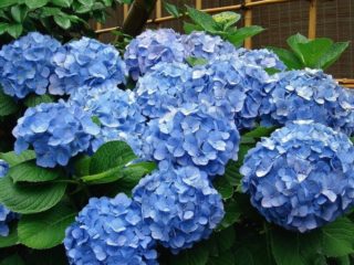 Ortensia blu: descrizione, semina e cura, varietà con foto