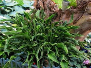 Hosta Praying Hands (Prying Hands): ภาพถ่ายและคำอธิบายบทวิจารณ์