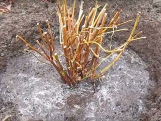 Kā pavasarī apgriezt panikulu hortenziju: diagramma un video iesācējiem