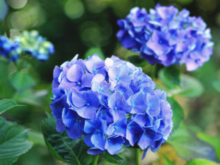 Hydrangea: bagaimana membuat biru, mengapa warnanya bergantung