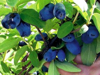 Volhova sausserdis: šķirnes apraksts, fotogrāfijas un atsauksmes