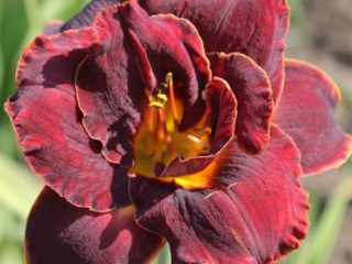 Daylily Night Ambers: beskrivelse og fotos, plantning og pleje, video