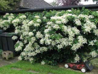 Varsihortensia (kihara): istutus ja hoito, talvikestävyys, arvostelut