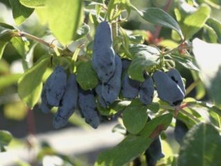 Sausserdis šķirnes: ar fotogrāfijām, nosaukumiem un aprakstiem