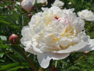 Peony Marie Lemoine: kuva ja kuvaus, arvostelut