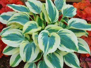 Hosta Blue Ivory: รูปภาพและคำอธิบาย
