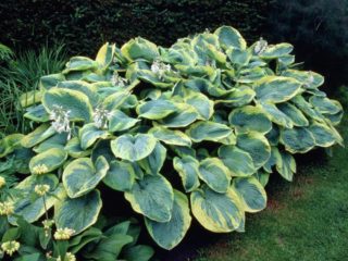 Hosta Francis Williams (Frans Williams): kuva ja kuvaus lajikkeesta