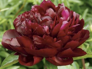 Peony Armani: kuva ja kuvaus, arvostelut