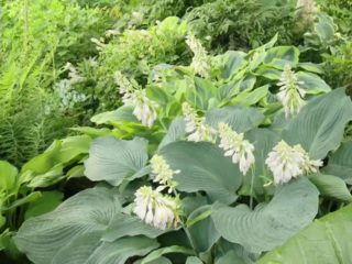 Hosta Blue Angel: คำอธิบายและลักษณะของความหลากหลายภาพถ่าย