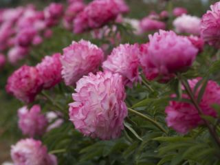 Peony Joker: kuva ja kuvaus, arvostelut