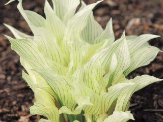 Hosta White Feather (valkoinen sulka): kuva ja kuvaus lajikkeesta, arvostelut