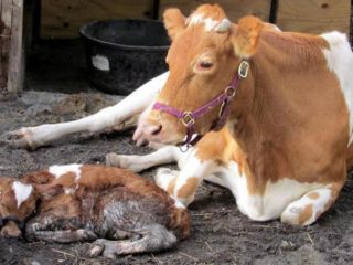 Mengapa seekor lembu makan dengan buruk selepas melahirkan anak: apa yang harus dilakukan, alasan