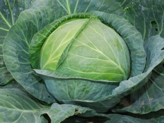 Cabbage Express: คำอธิบายความหลากหลายภาพถ่ายบทวิจารณ์