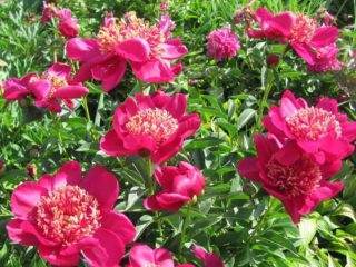 Peony Nippon Beauty: kuva ja kuvaus, arvostelut