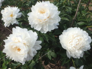 Peony Bowl of Cream: gambar dan keterangan, ulasan