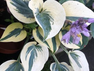 Hosta Otumn Frost (Autum Frost): รูปภาพและคำอธิบาย