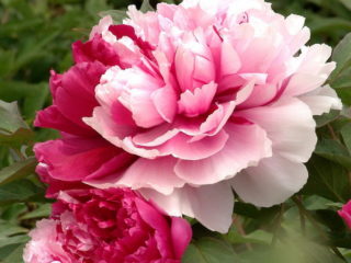 Peony Mister Ed: gambar dan keterangan, ulasan