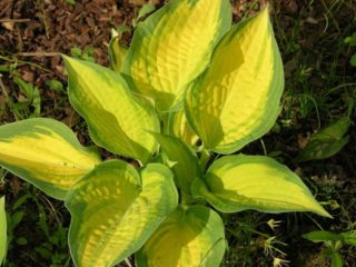 Hosta Orange Marmalade (Orange marmalade): penerangan + foto, penanaman dan penjagaan